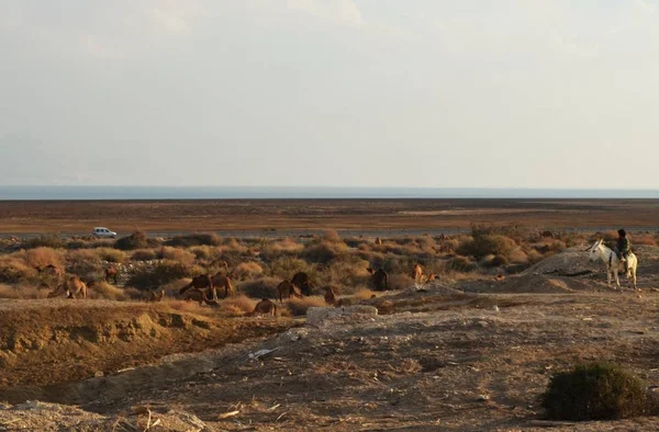 Uomo beduino sull'asino bianco che osserva la mandria di cammelli nel deserto della Giudea, vicino al Parco Nazionale di Qumran, Israele — Foto Stock