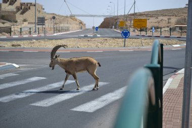 Nubian Ibex crossing street in Mitzpe Ramon, Negev desert, Israel clipart