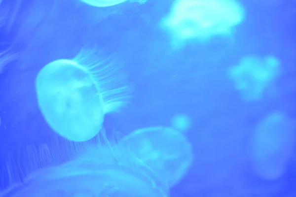 Meduse nelle barriere coralline e nelle piante acquatiche del Mar Rosso, Eilat, Israele — Foto Stock