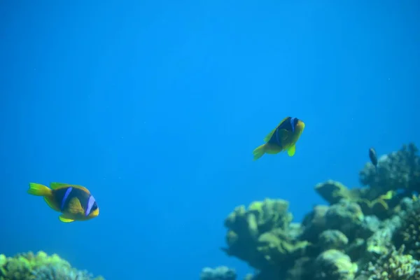 Nemo κλόουν ψάρια, κοραλλιογενείς υφάλους και θαλάσσια φυτά στην Ερυθρά θάλασσα, Ελάτ, Ισραήλ — Φωτογραφία Αρχείου