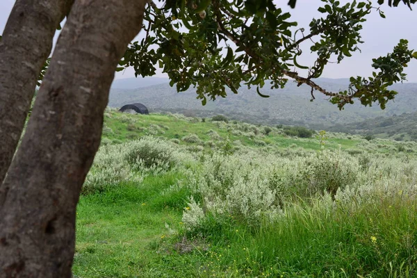 Kış aylarında, İsrail Yeşil İncille manzara Beit Guvrin Maresha göster — Stok fotoğraf