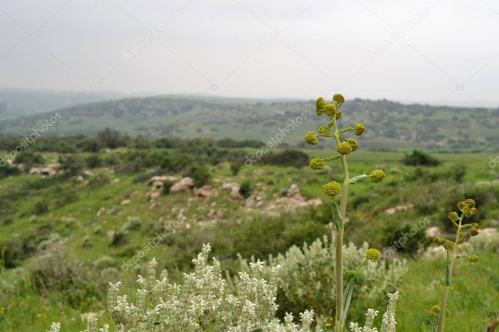 View on green biblical landscape Beit Guvrin Maresha during winter time, Israel