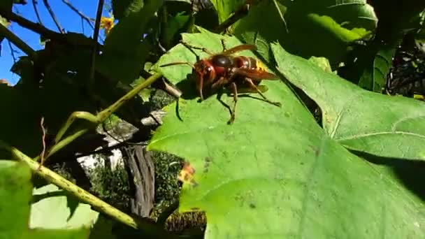 美丽而可怕的巨型大黄蜂 大黄蜂 保持在绿色的葡萄叶与阵风 — 图库视频影像
