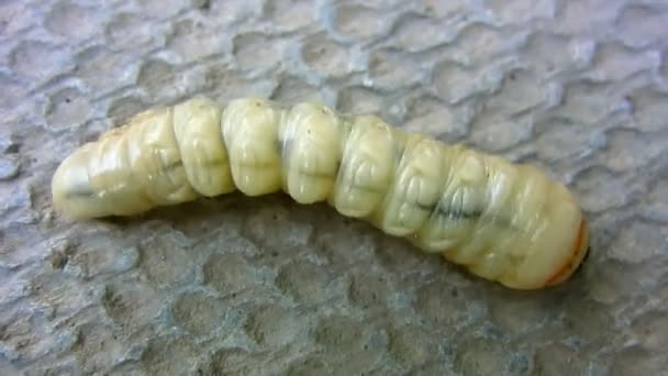Oruga Gigante Una Larva Grande Cerambycidae Escarabajo Cuernos Largos Arrastrándose — Vídeos de Stock