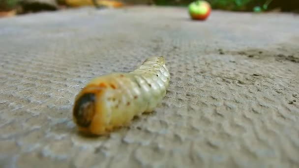Une chenille géante est une grande larve (cérambycidae, longicorne) et une pomme. Gros plan .