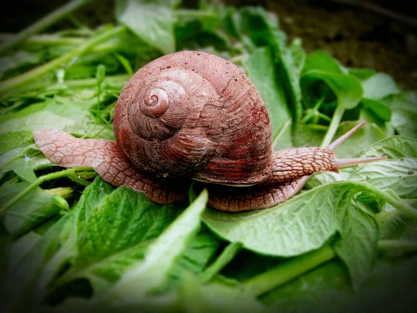 Big Pink Snail Cracked Sink Somewhere Hurry Green Leaf Snail — Stock Photo, Image