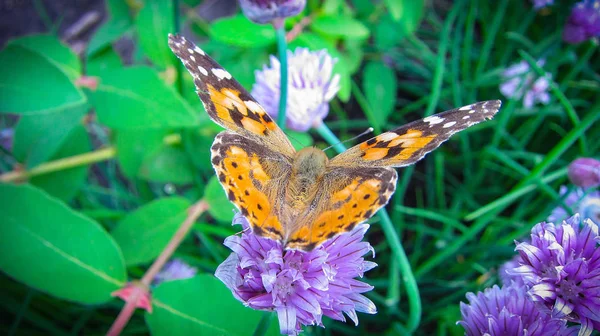 Beautiful Brown Butterfly Played Purple Flowers Onion Warm Summer Day — Stock Photo, Image