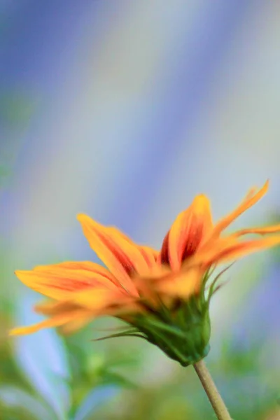 Ζωντανό Πορτοκαλί Λουλούδι Μακρο — Φωτογραφία Αρχείου