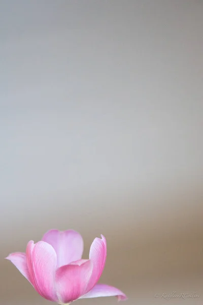 ピンク春のチューリップの花 — ストック写真
