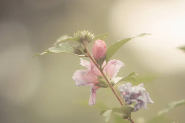 Rózsaszín Virágzó Virágok Ága — Stock Fotó