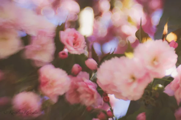 Flores Primavera Rosa Abstractas — Foto de Stock