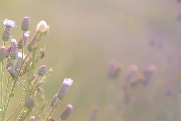 Gouden Petal Kegel Bloem — Stockfoto