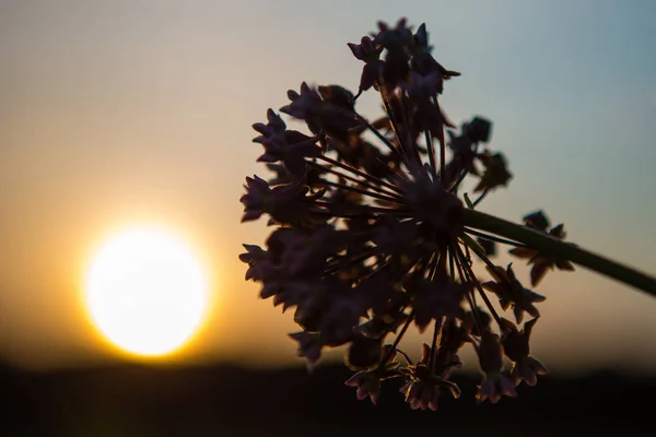 Bloem Silhouet Avonds Zonsondergang — Stockfoto