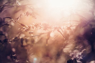 soyut bitki sıcak altın ışık