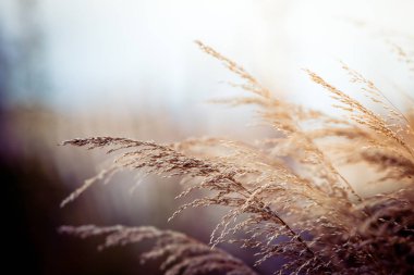Beach çim alan ayrıntı