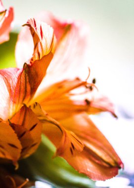 Soyut orang tiger lily su