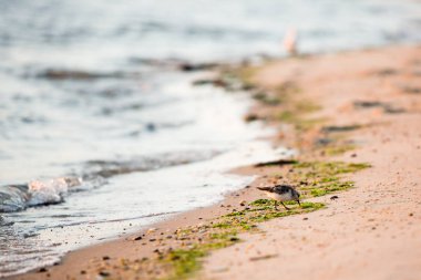 sukenarında kıyıda kum kuşu