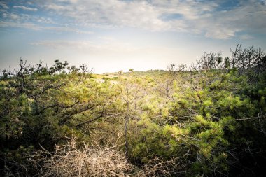 Doğu sahili manzarası