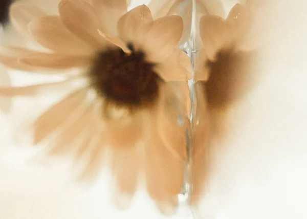 Abstracte Witte Petal Bloem — Stockfoto