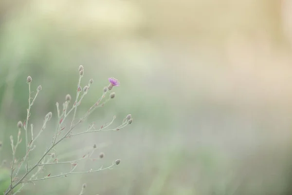 Paarse Wilde Bloemen Veld — Stockfoto