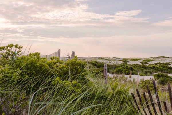 Beach Grass Summer Sky Stockbild