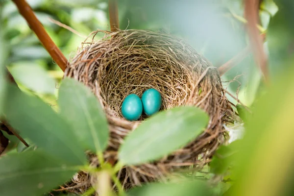 Ovos Robin Ninho Primavera — Fotografia de Stock