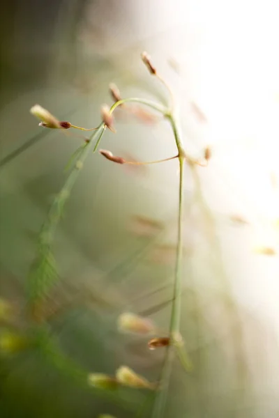 Abstracte Ontluikende Asperges Planten Vrij Licht — Stockfoto