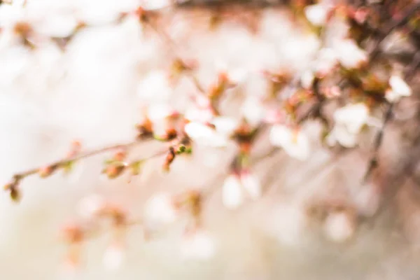 Abstract Spring Flower Blooming Trees — Stock Photo, Image