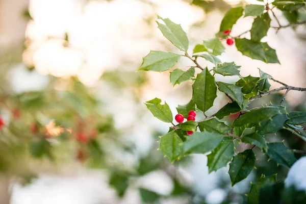 Holly Tree Branch Red Berries — Stock Photo, Image