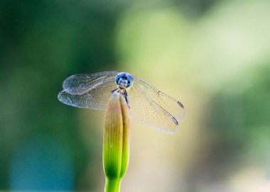 Yusufçuk nergis üzerinde Kapat