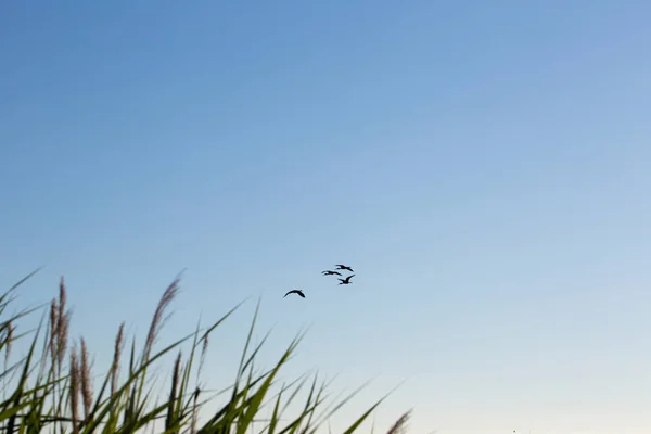 Flock Birds Flying Grassy Field — Stock Photo, Image