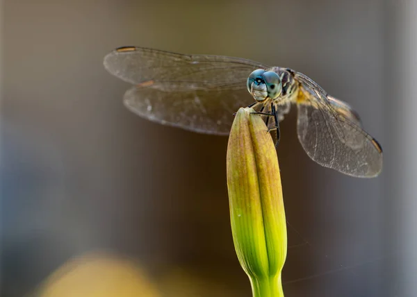 Dragonfly Daffodil Close — Stock Photo, Image