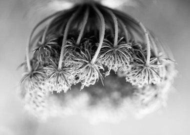 Kraliçe anne's dantel çiçek