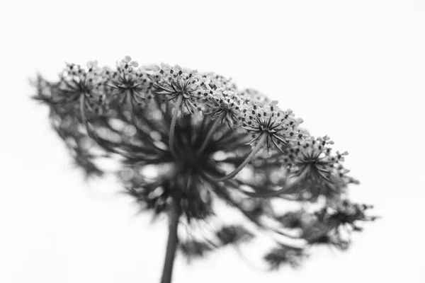 アン女王のレースの花 — ストック写真