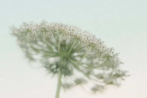 Queen Anne Lace Flower — Stockfoto