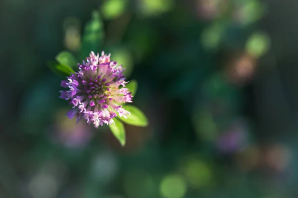 Lila Klöver Blomman Fältet — Stockfoto