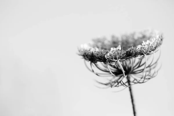 アン女王のレースの花 — ストック写真