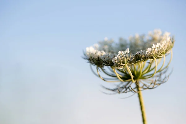 Koningin Anne Van Lace Bloem — Stockfoto