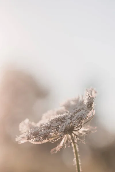 Цветок Королевы Анны — стоковое фото