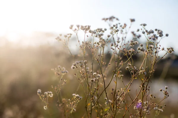 Wilde Bloemen Zonneveld — Stockfoto