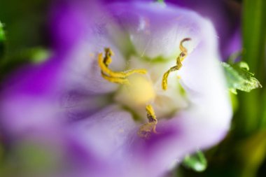 Funky soyut mor çiçek yakın çekim