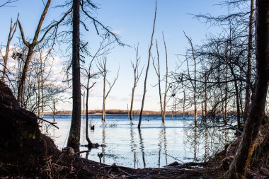 rezervuar kış öğleden sonra ağaçlar