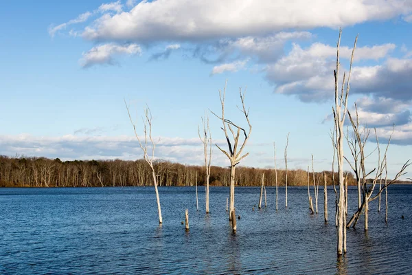 貯水池の冬の午後の木 — ストック写真