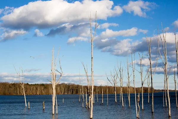 裸の冬の木貯水池晴れた午後 — ストック写真