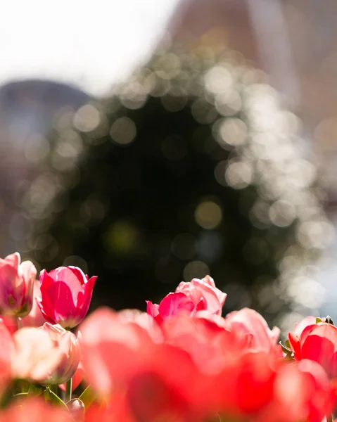 春の庭の赤いピンクのチューリップ — ストック写真