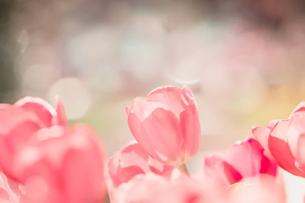 Tavasz Piros Rózsaszín Tulipán Kertben Stock Kép