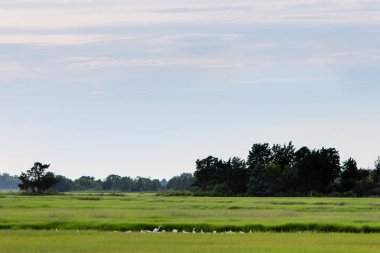 Beyaz karlı balıkçıl kuşları soyu