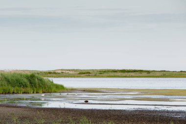 beyaz karlı balıkçıl kuş gelgit havuzu