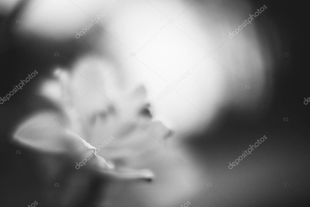 abstract single flower close up