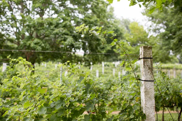 Vingård Med Vinstockar — Stockfoto